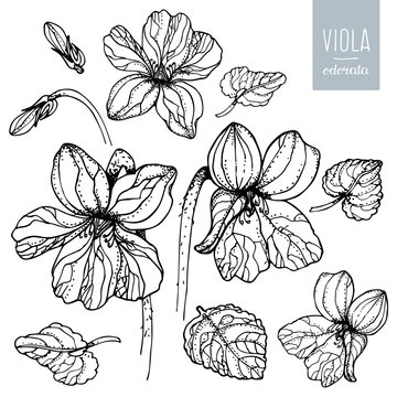 Flower viola odorata. Floral set. Flowers violets and leaves isolated on a white background. Hand drawn vector illustration  in sketch style