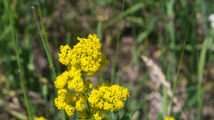Obraz premium Yellow Bedstraw or Galium verum flowers close-up, selective focus, shallow DOF