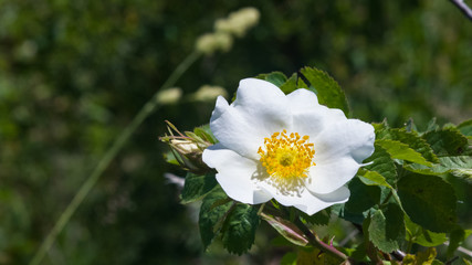 Blooming wild rose white flower macro, shallow DOF, selective focus, shallow DOF