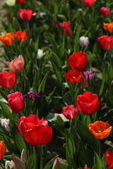 Tulpen Tulpenbeet in der Blüte