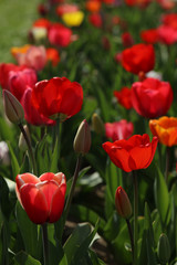 Tulpen Tulpenbeet in der Blüte