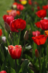 Obraz premium Blühende Tulpen in einem Tulpenbeet