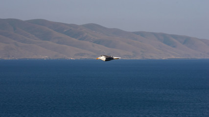 Fototapeta premium Portrait of Armenian gull or Larus armenicus over the blurred Sevan lake, selective focus, shallow DOF