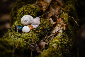 snail shell and gemsons in the forest