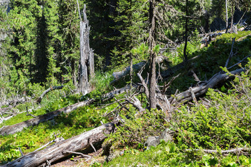 Fototapeta na wymiar Old dry broken trees lay in coniferous forest. Altai Krai.