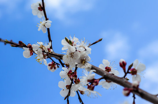 Branch of the blossoming apricot tree