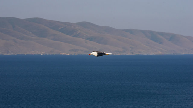 Portrait of Armenian gull or Larus armenicus over the blurred Sevan lake, selective focus, shallow DOF