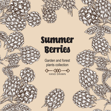 Hand drawn background with summer berries. Raspberry, blackberry branches in vintage style . Vector sketch illustration.