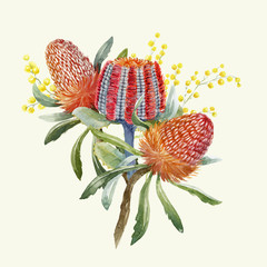 Watercolor australian banksia vector composition - obrazy, fototapety, plakaty