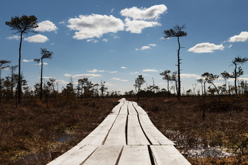 Landscape of swamp.