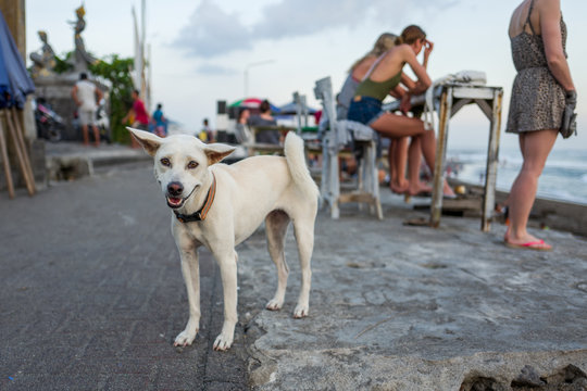 A dog at Echo Beach in Canggu, Bali.