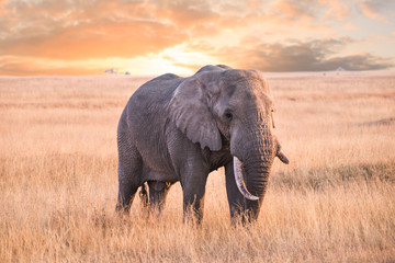 An Elephant in serengeti national park, tanzania