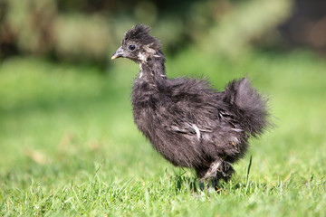 Black Silky Chicken in Bio farm