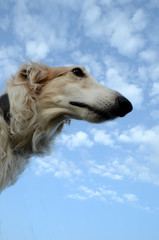 THe face of a Borzoi seen from a low angle towards the sky