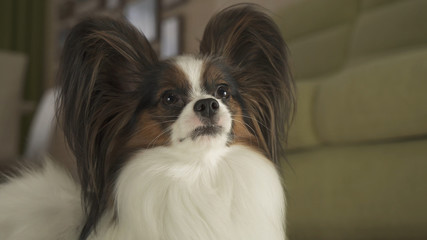 Beautiful male dog Papillon in living room
