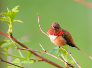 Rufous Hummingbird (Selasphorus rufus) 
