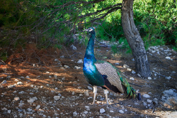 Fototapeta premium Colorful blue green peacock walks under trees on sunny day