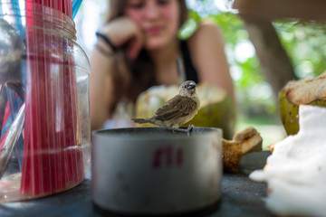 A small bird with girl in background in Bali
