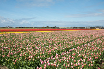Fototapeta premium Tulip fields of the Bollenstreek, South Holland, Netherlands