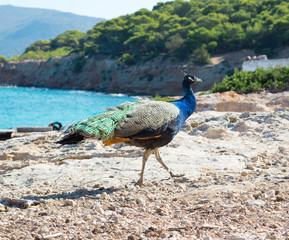 Colorful blue multicolored peacock walking on coastal rocks
