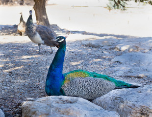 Colourful blue multicolored peacock hiding in sandy rocks