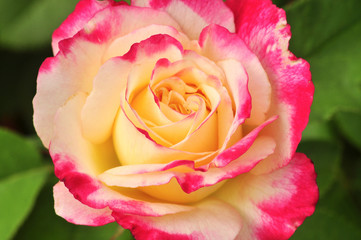 Close-up of fresh multicolored pink rose flower, selective focus