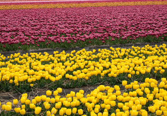 Tulip fields of the Bollenstreek, South Holland, Netherlands