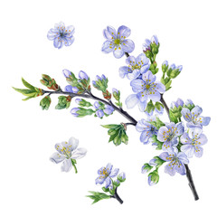 Cherry blossom branch and flowers. Watercolor hand drawn cherry flowers. Can be used as print, postcard, wrapping paper, fabric, wallpaper, poster, invitation, greeting card, package design, textile.
