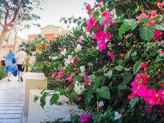Fototapeta na wymiar Bush with flowers near the house in a summer day