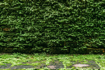 Green fern on brick wall