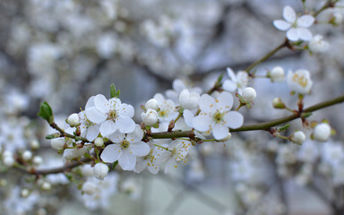 Close-up of first gentle white flowers blooming cherry branch. Selective focus. Spring concept.