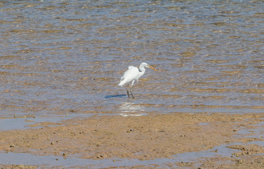 The heron hunts fish on the shores of the Red Sea. Egypt, Sharm-el-Sheikh