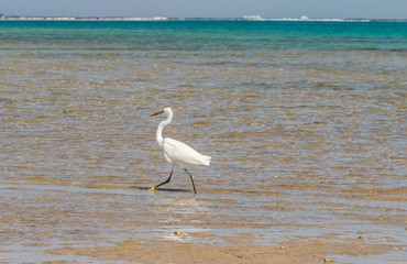 The heron hunts fish on the shores of the Red Sea. Egypt, Sharm-el-Sheikh