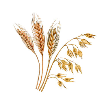 Watercolor hand painted oat and wheat branches. Can be used as print, packaging design, template, textile, element design, sticker, and so on.