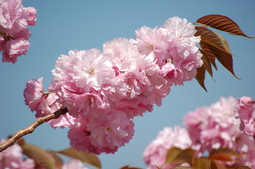 里桜と青空