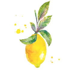 Lemon with green leaves and splash watercolor. Branch lemon tree on white background. Illustration hand drawn watercolor.