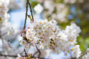 静岡県伊豆市狩野川沿いの桜