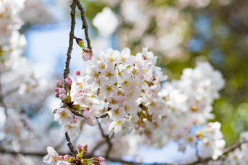 静岡県伊豆市狩野川沿いの桜