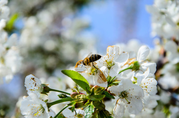 Honeybee collecting nectar from flowers of the cherry tree
