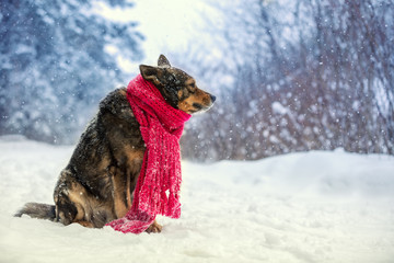 Portrait of a dog with knitted scarf tied around the neck walking in blizzard in the forest