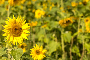 Blooming Sunflowers