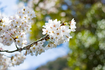 静岡県伊豆市狩野川沿いの桜