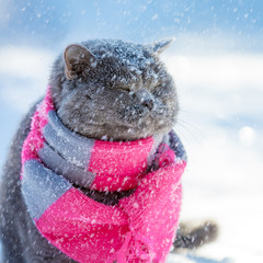 Blue British cat sitting in deep snow in winter st snowstorm. Cat wearing knitted scarf