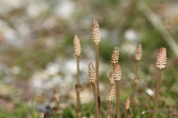 Young sprouts of growing horsetail