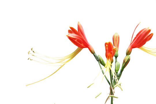 bouquet of orange queen lily flowers with long yellow pollens,blooming only summer season isolated on white background