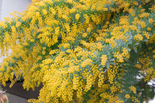 細かい花 Photos Royalty Free Images Graphics Vectors Videos Adobe Stock
