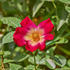 red yellow wild rose closeup in the garden