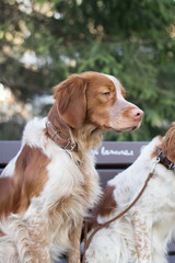 Cocker spaniels sitting on the branch in the park. Cute dogs looking to the right.