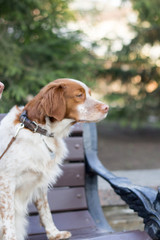 Cocker spaniels sitting on the branch in the park. Cute dogs looking to the right.