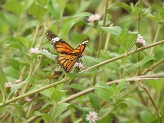 Monarch Butterfly on lantana camara